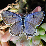 Tarucus sybaris
